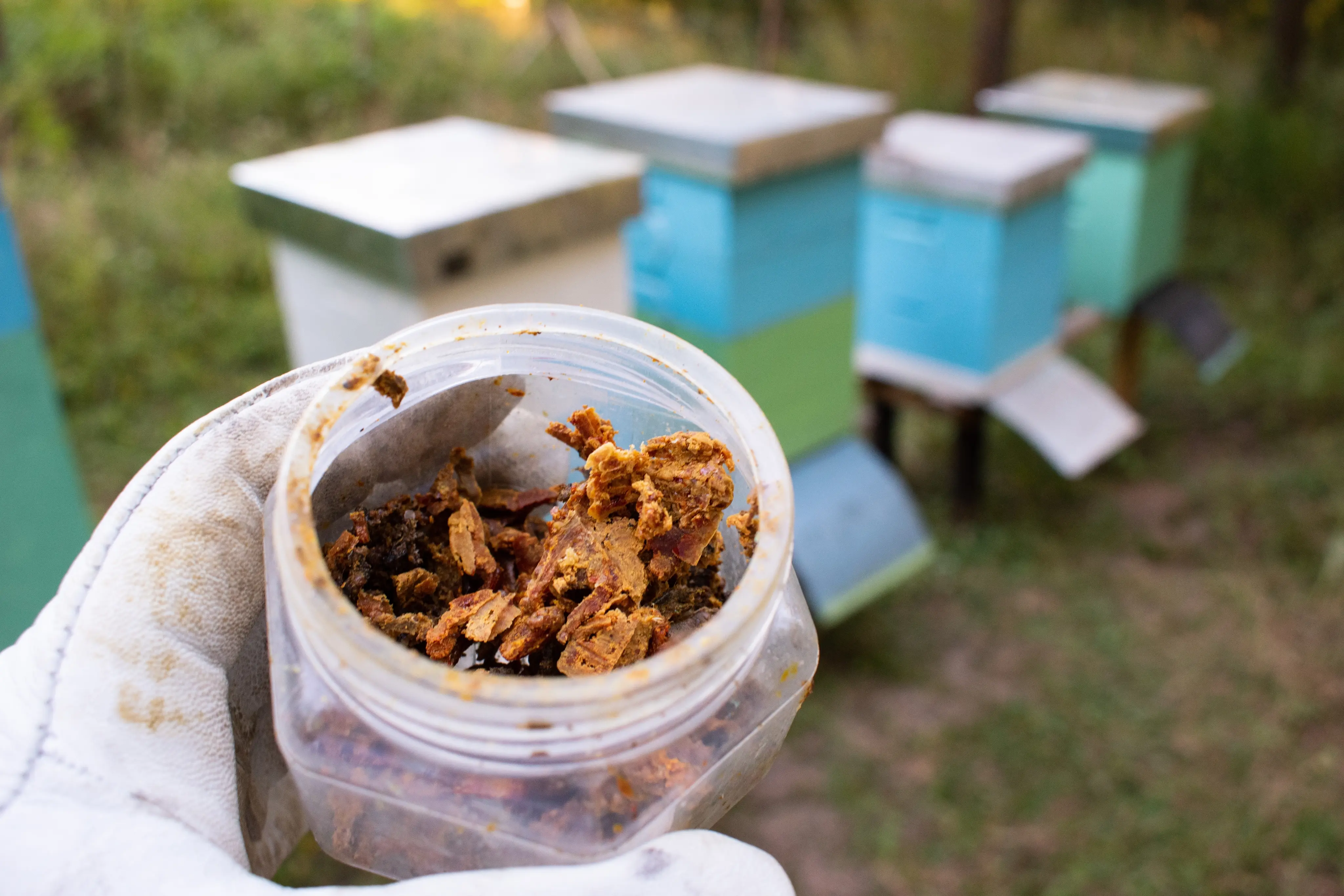 Scientific Research on Propolis